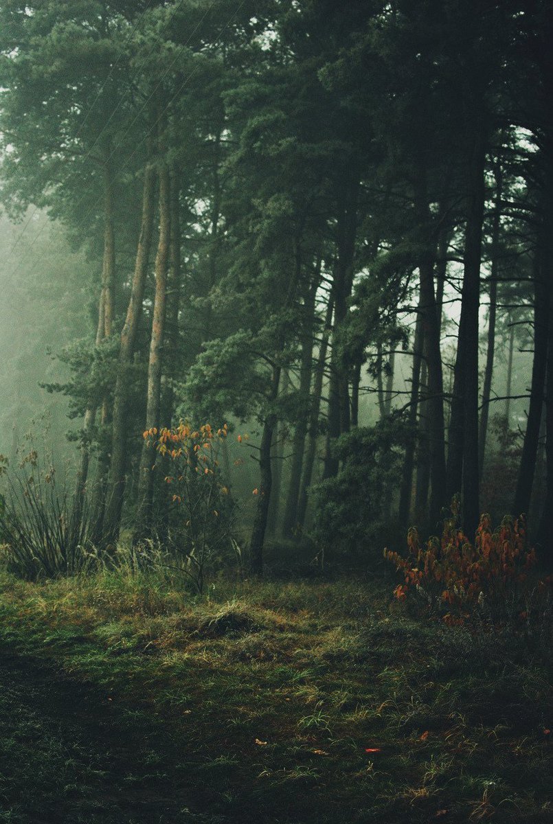 Лес вид сверху