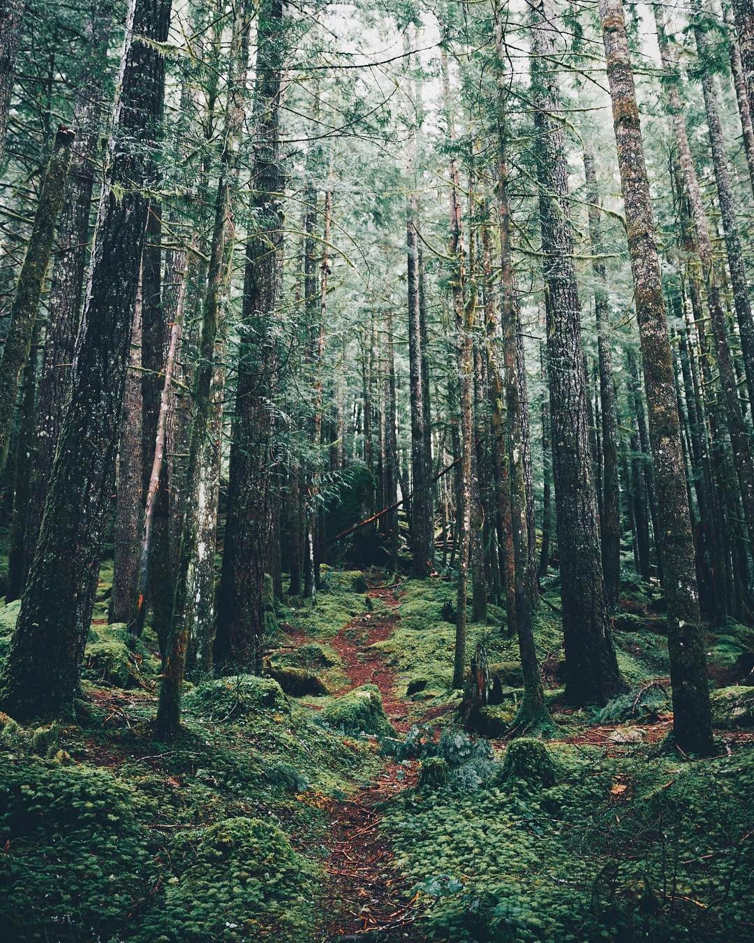 Природа леса Эстетика