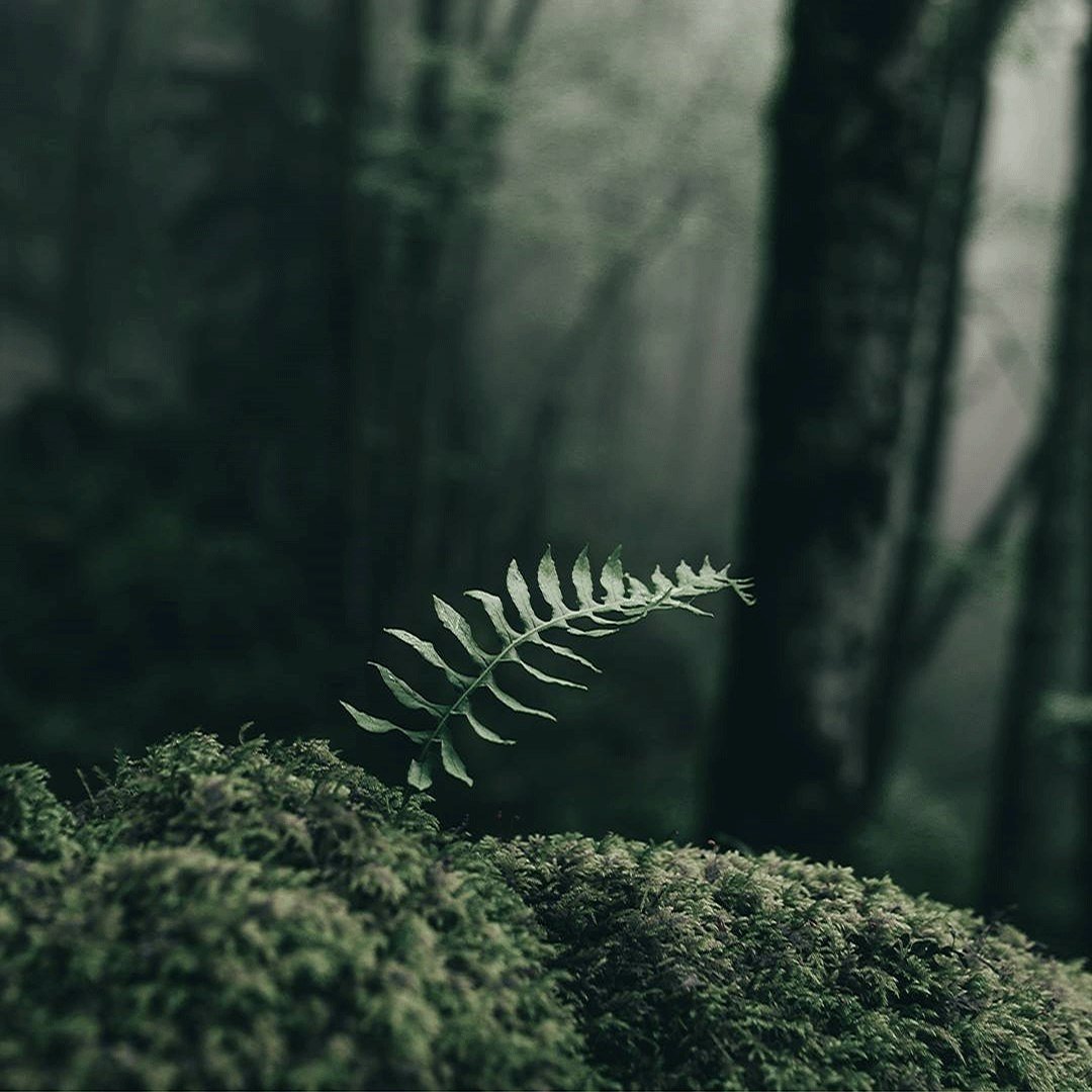 Лес Пинтерест