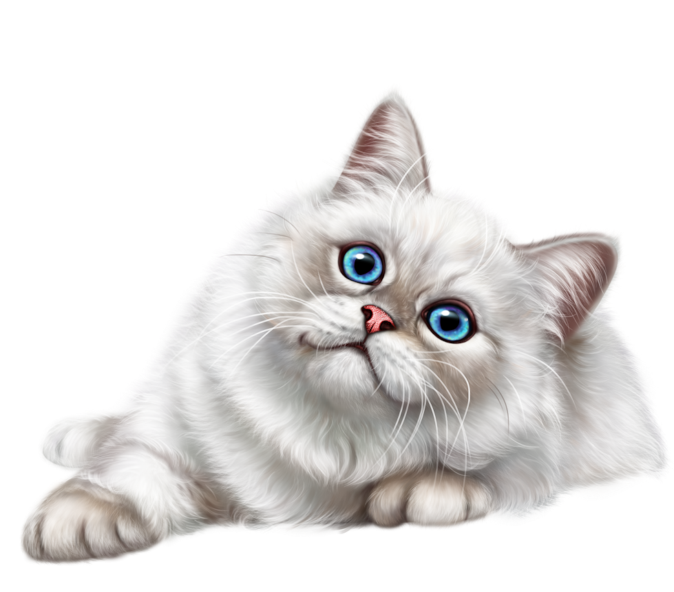 Красивый кот на белом фоне