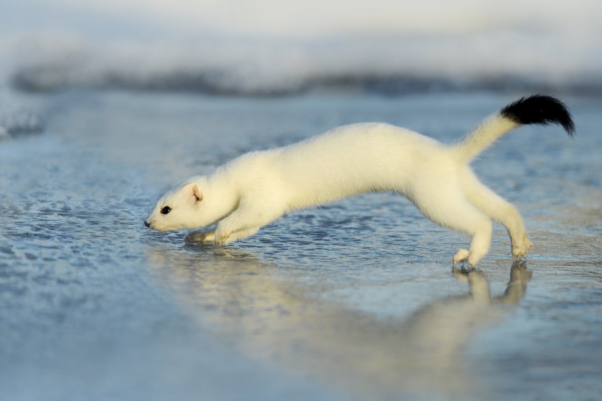 Детеныши хорьков