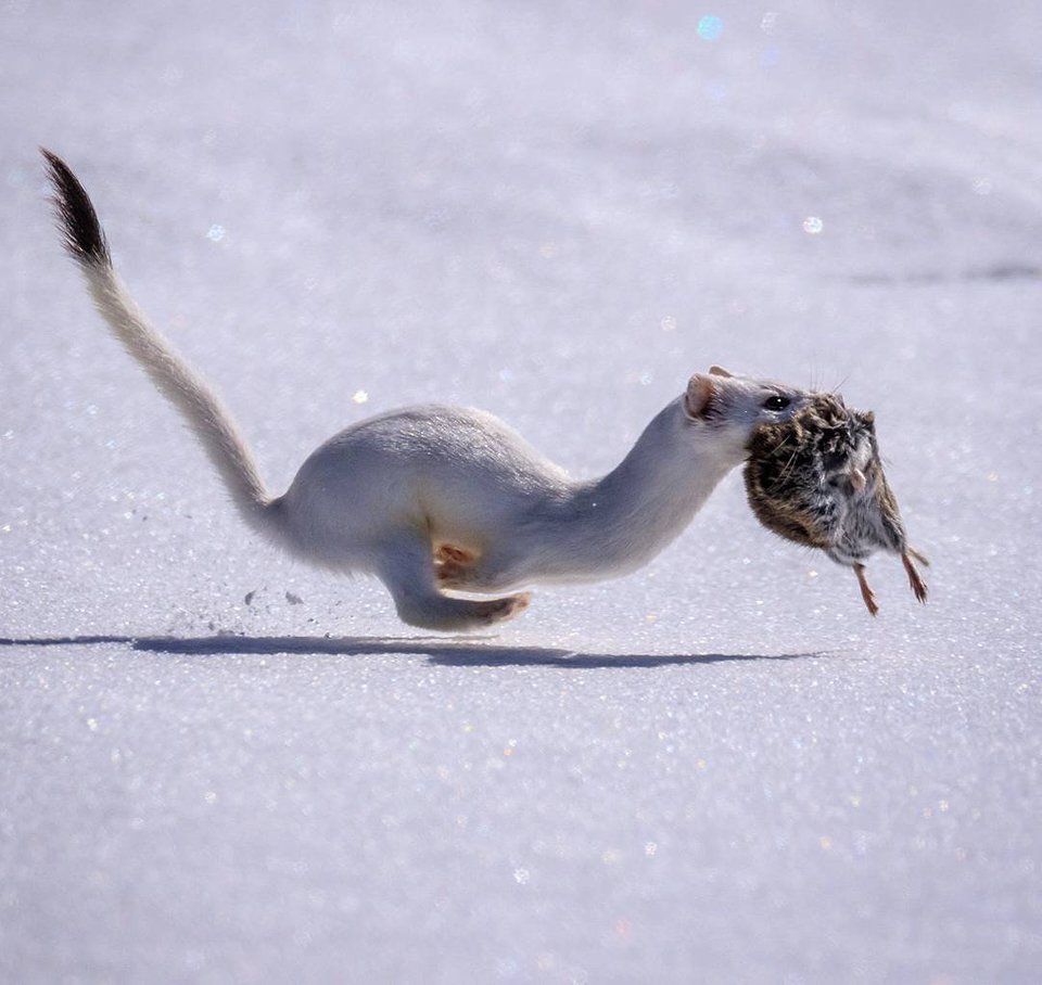 Милые хорьки