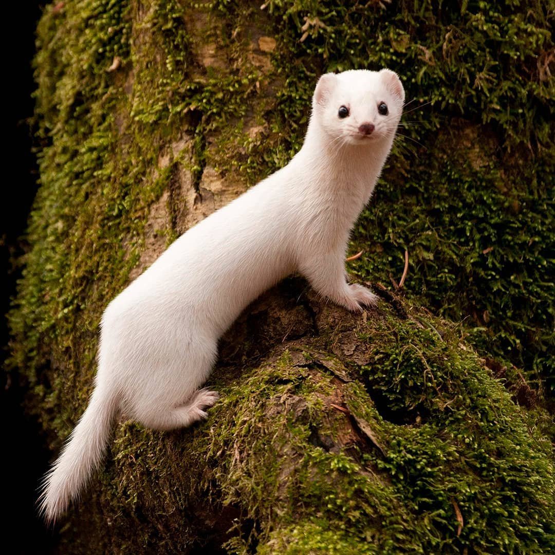 Ласка на задних лапах