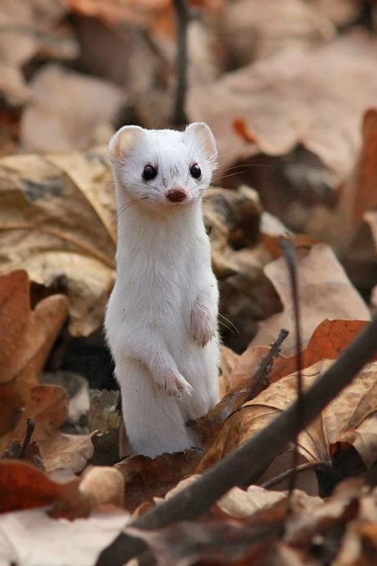 Горностай Таймыр