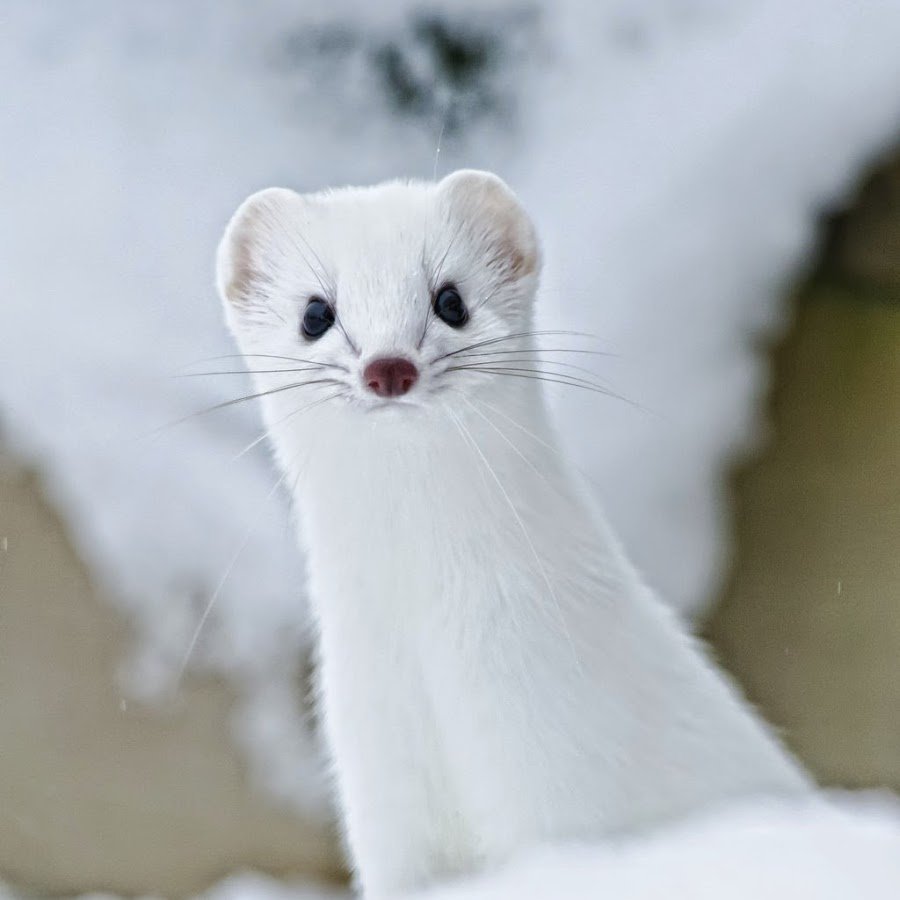 Обыкновенная ласка