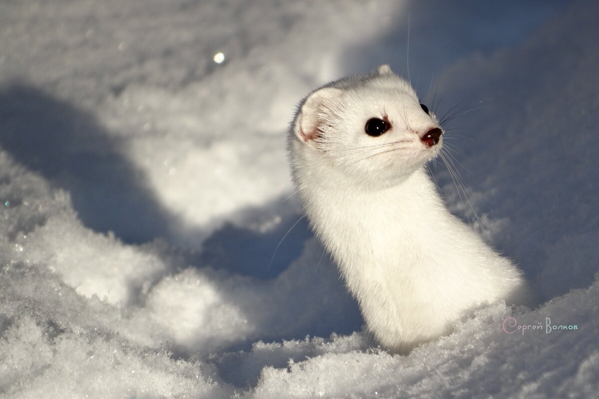 Ласка животное домашняя