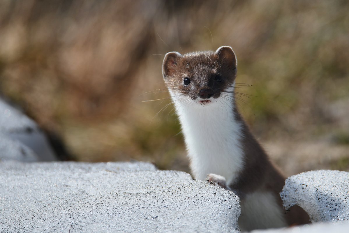 Сибирский горностай