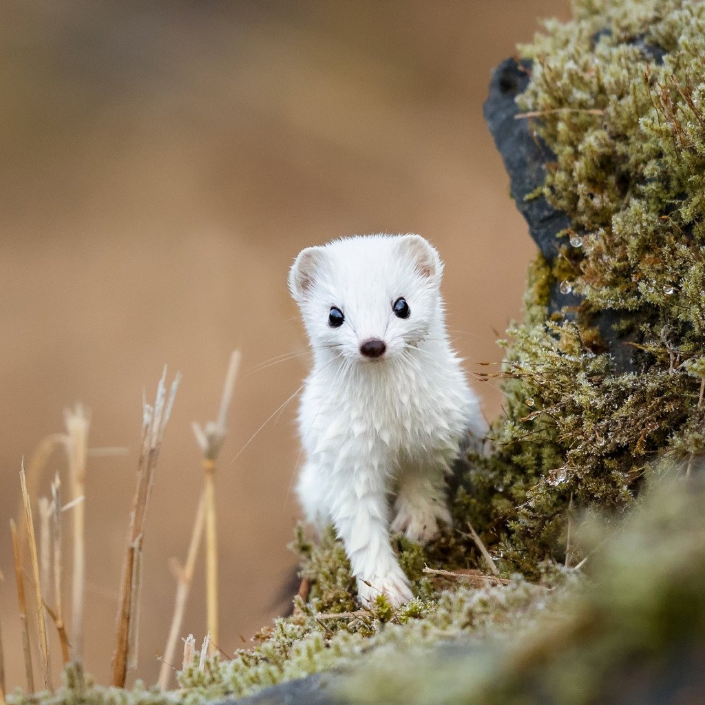 Горностай и куница