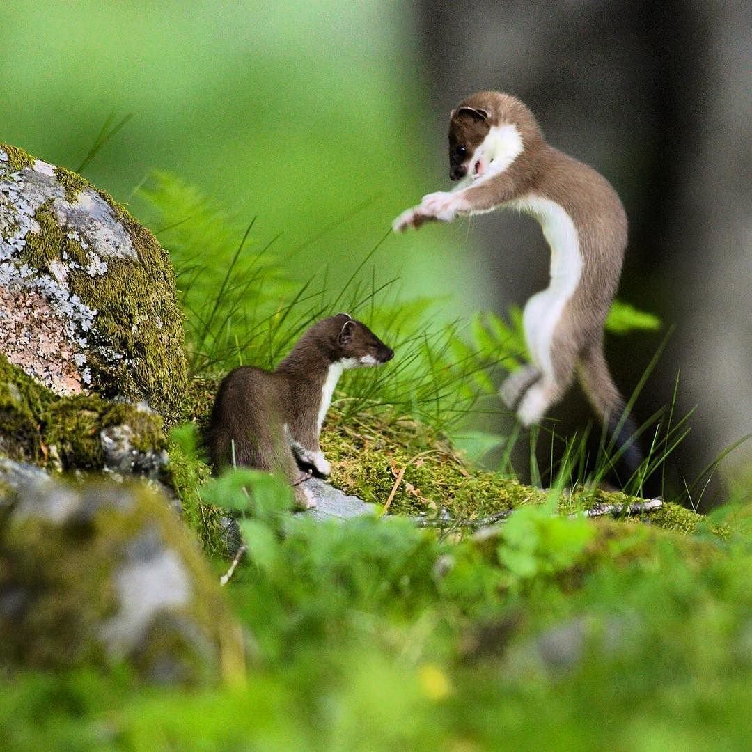 Европейская норка белая