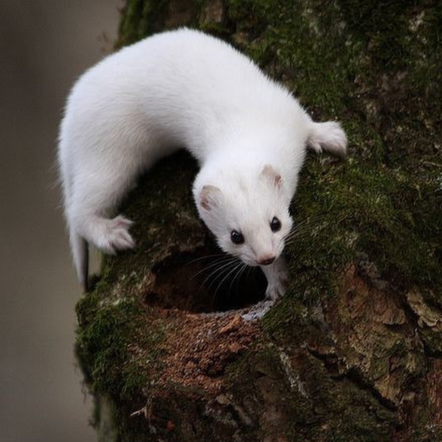 Семейство куньих горностай