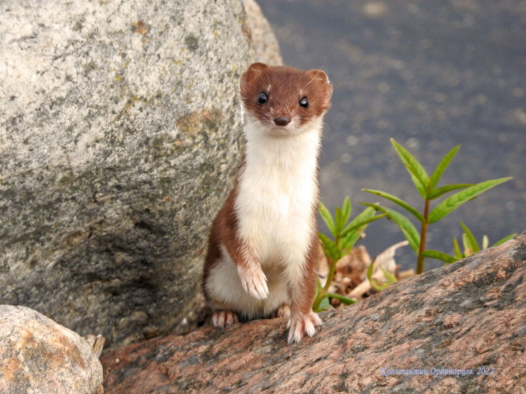 Остров Врангеля горностай