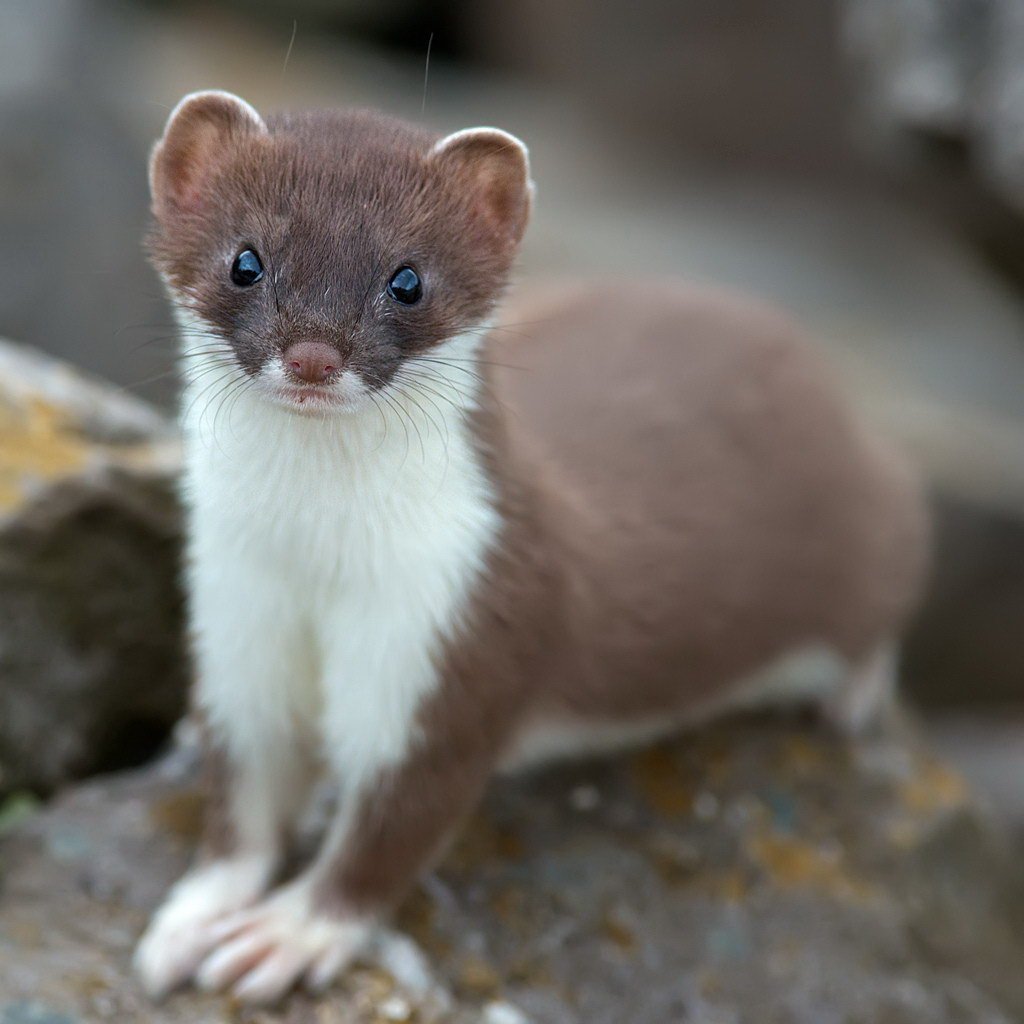 Ласка портрет