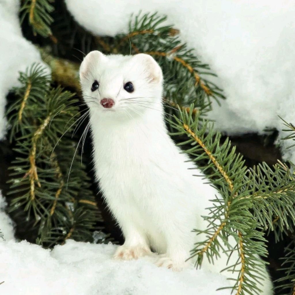 Ласка прячется в снегу