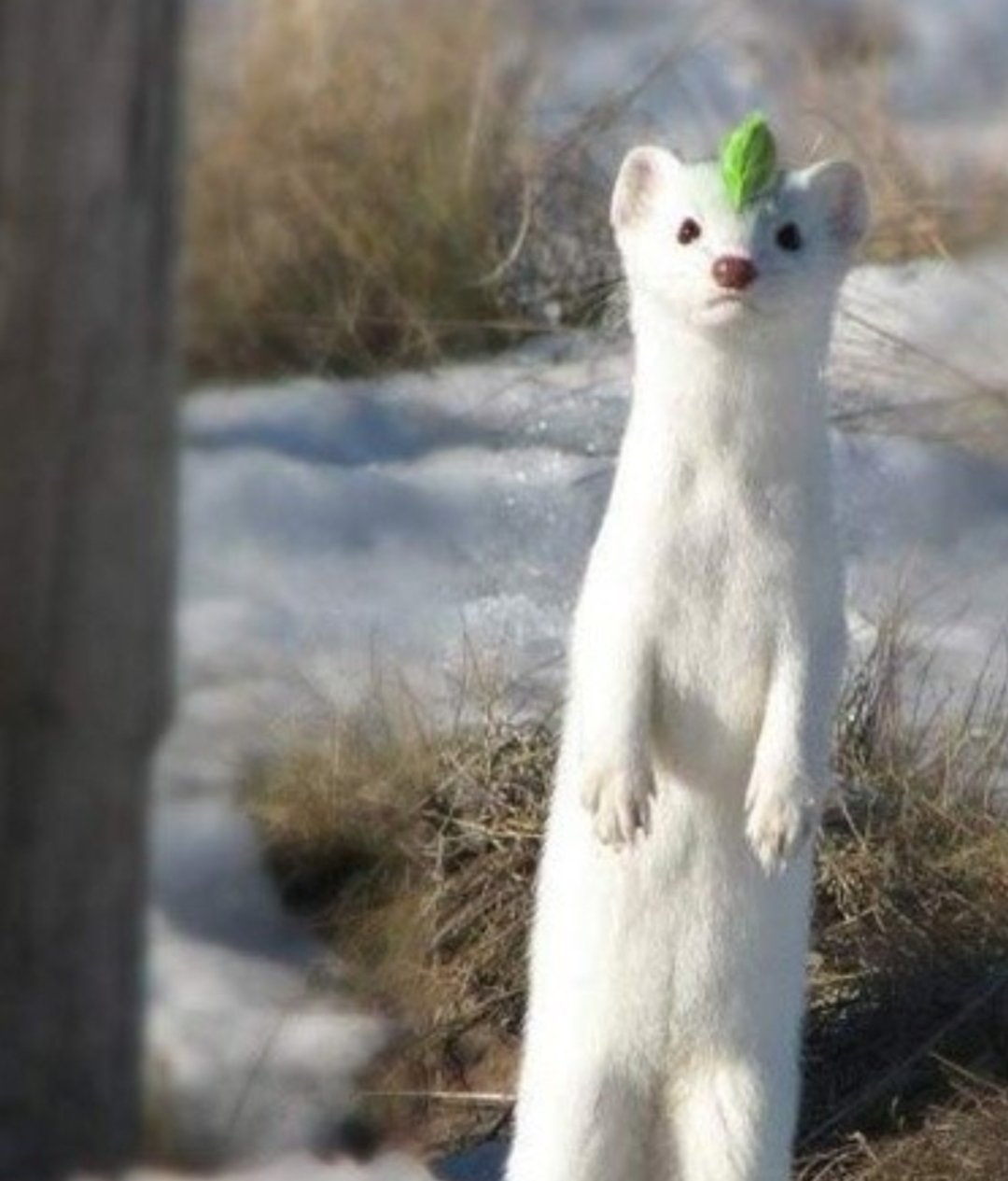 Картинка ласка животное