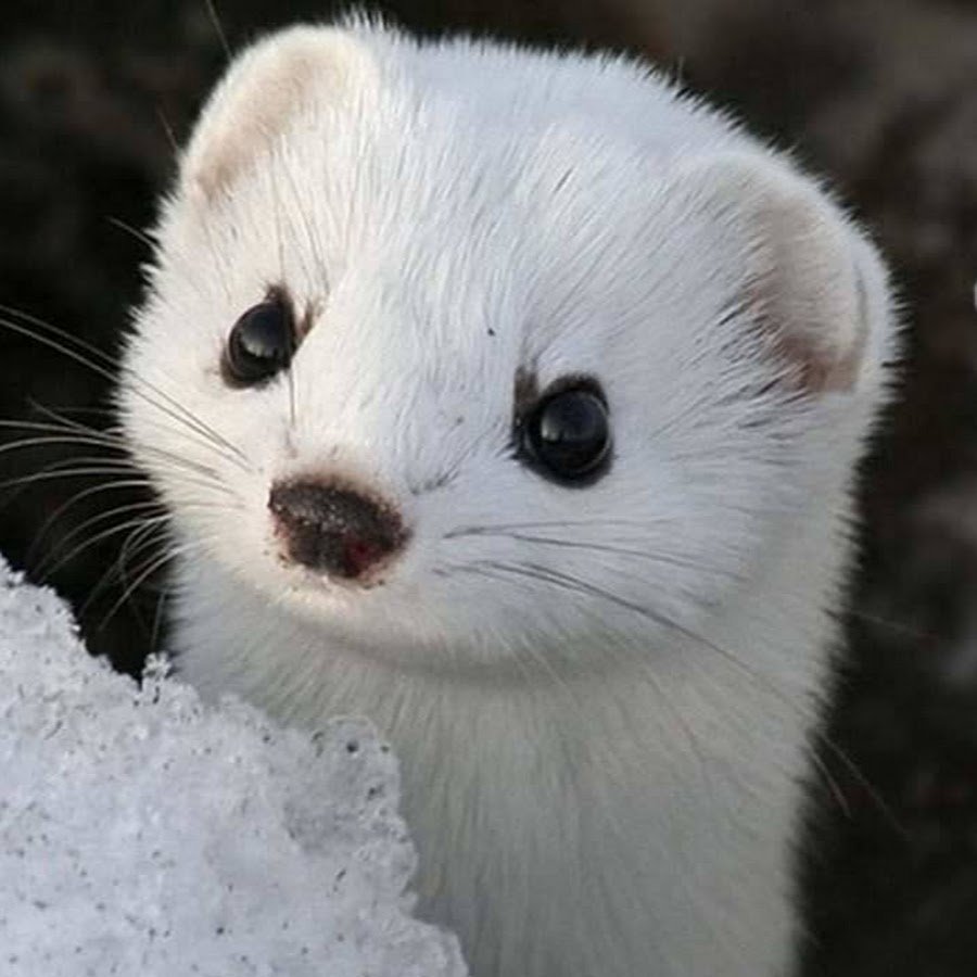 Ласка белая бежит