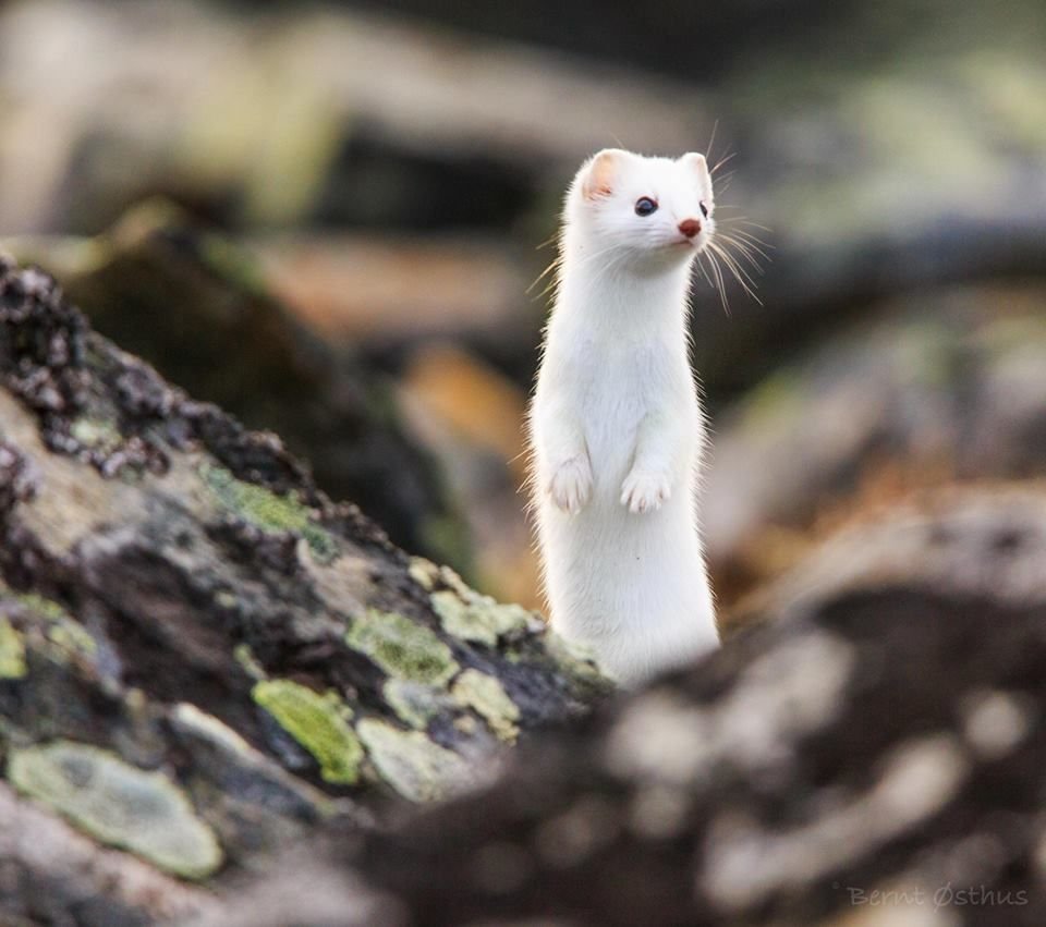 Длиннохвостая ласка