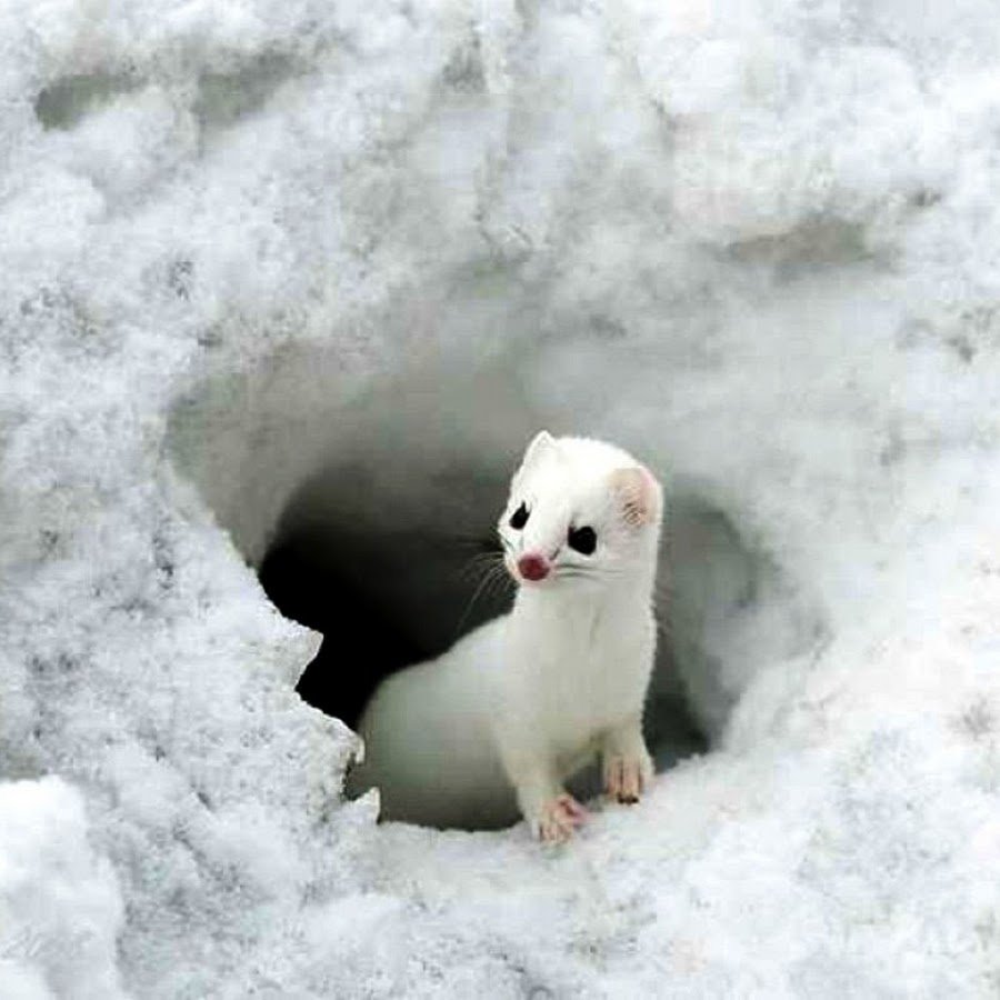 Наоми Лорд хорек