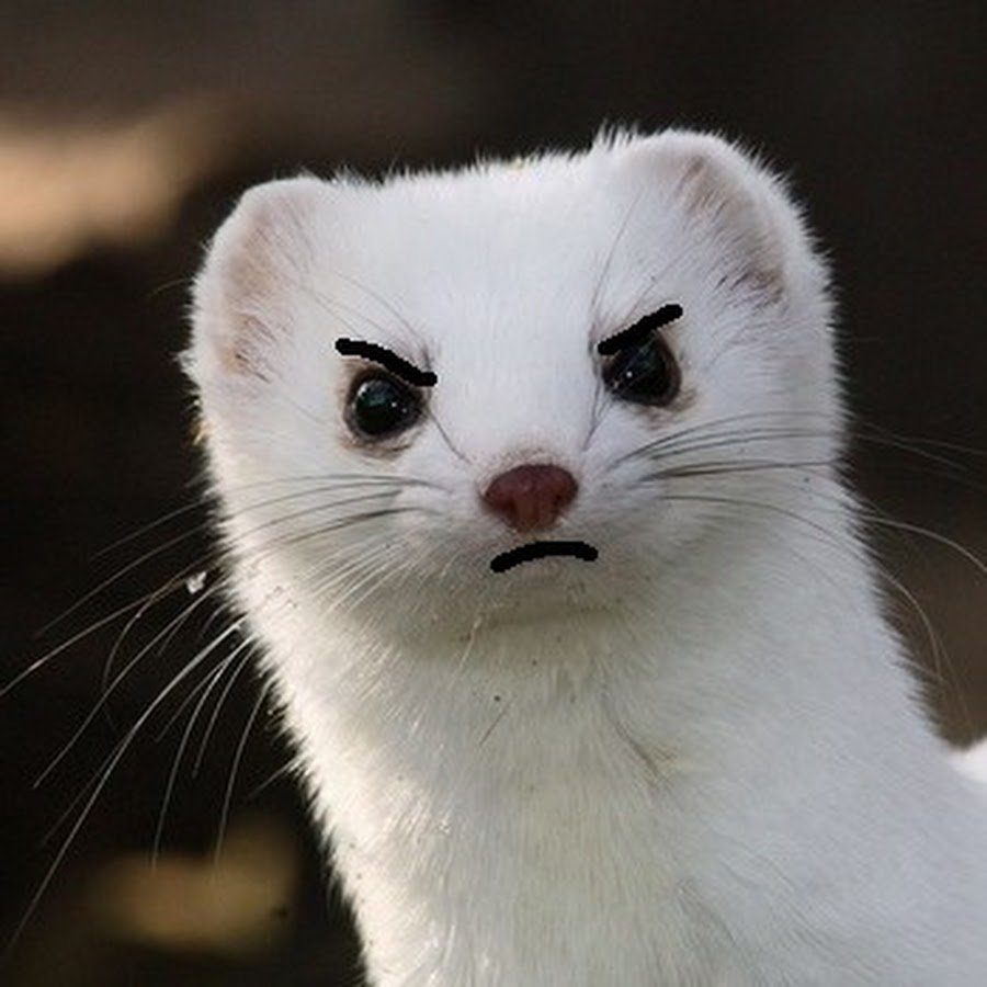 Норка плавает белая