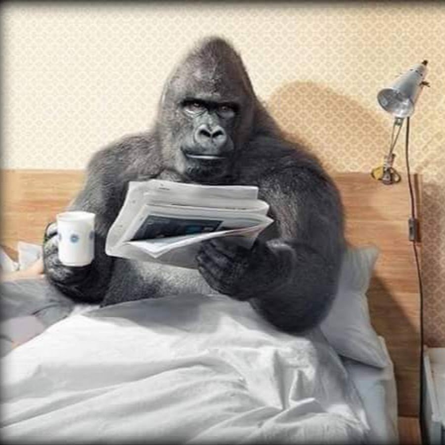 Шимпанзе фото