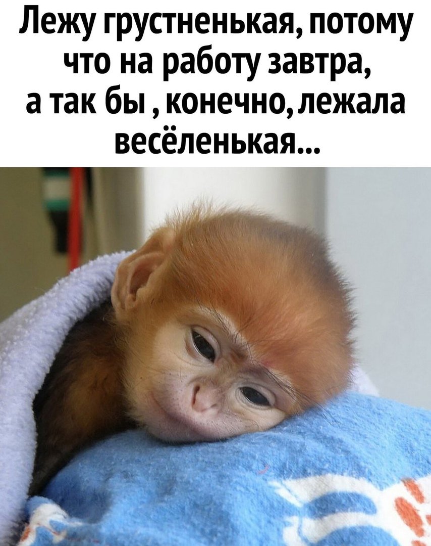 Обезьяна юмор