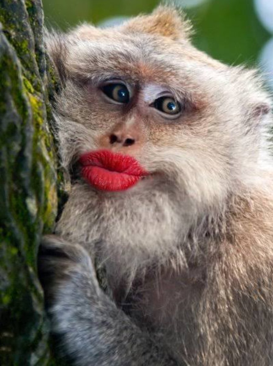 Доброе утро обезьяна