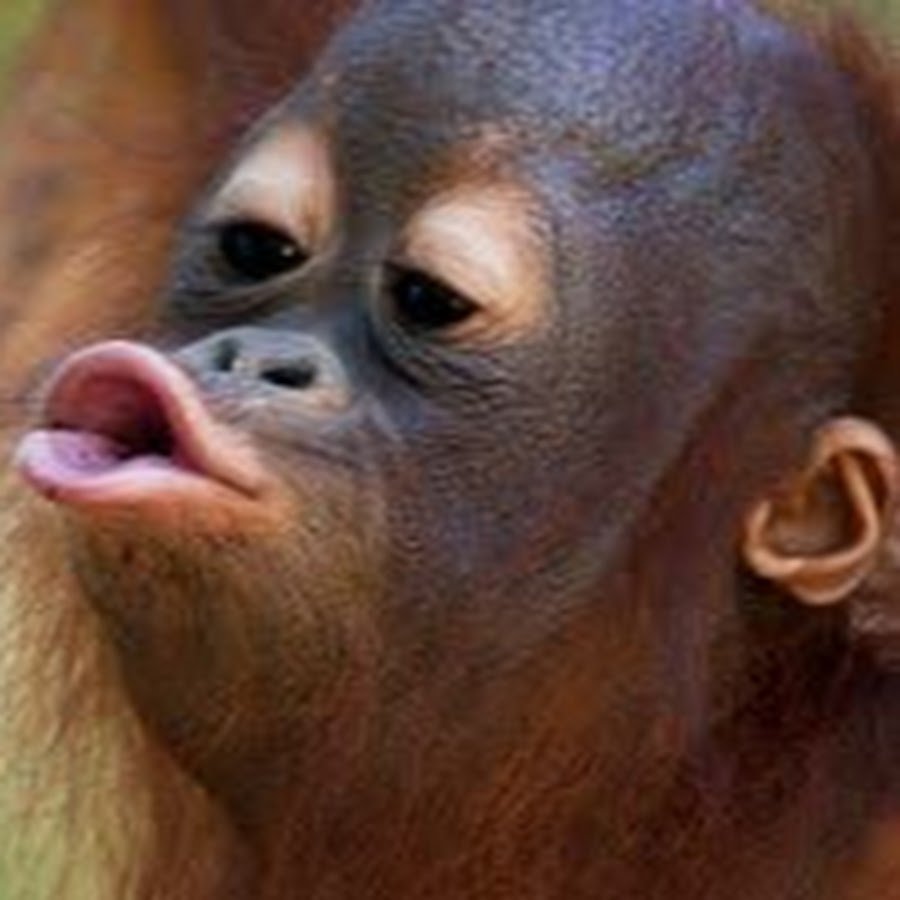 Прикольные обезьянки с надписями