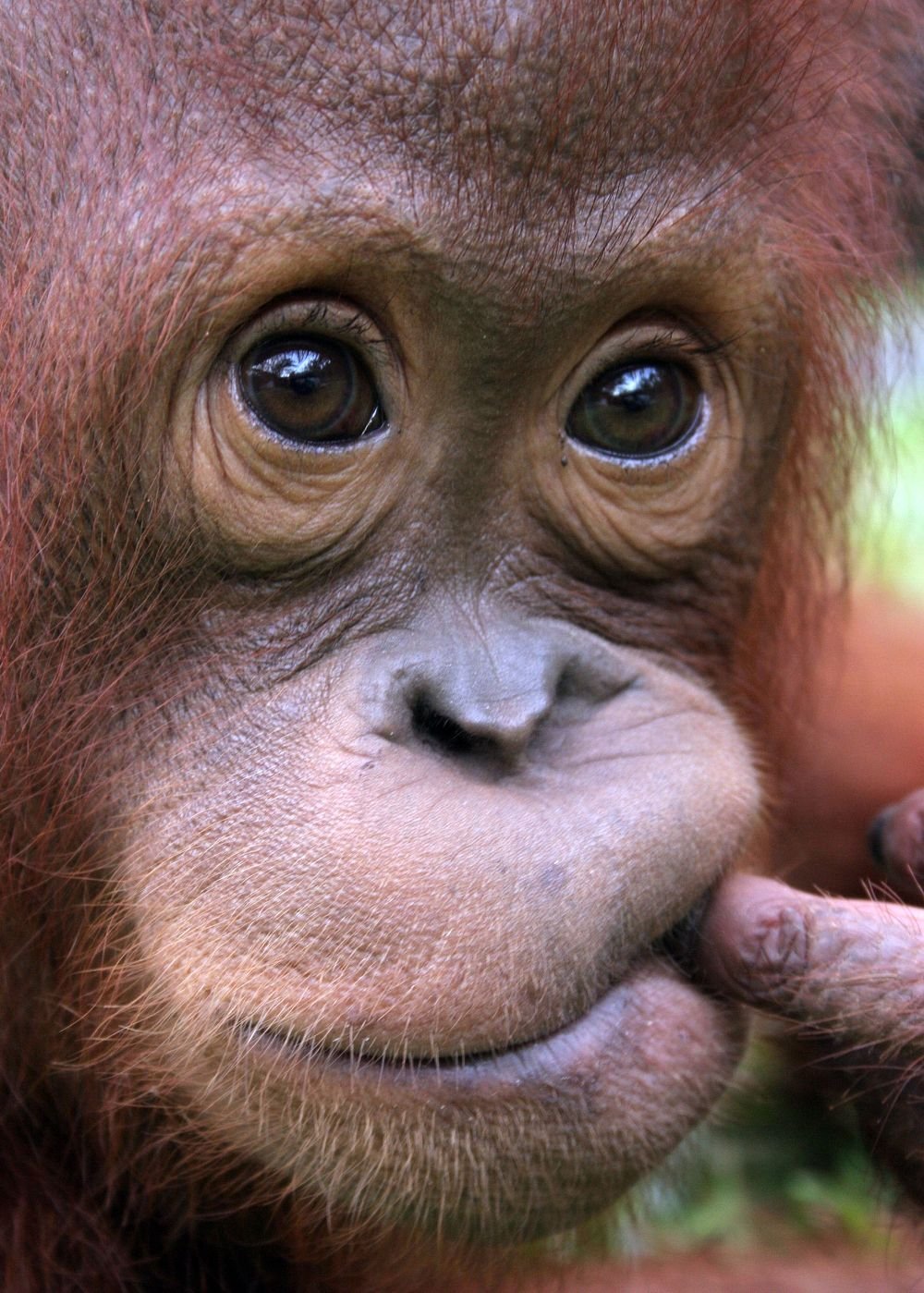 Доброе утро обезьяна