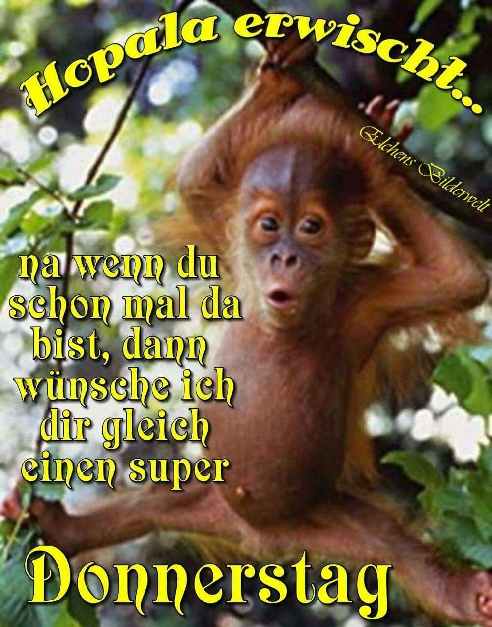 Испуганная мартышка