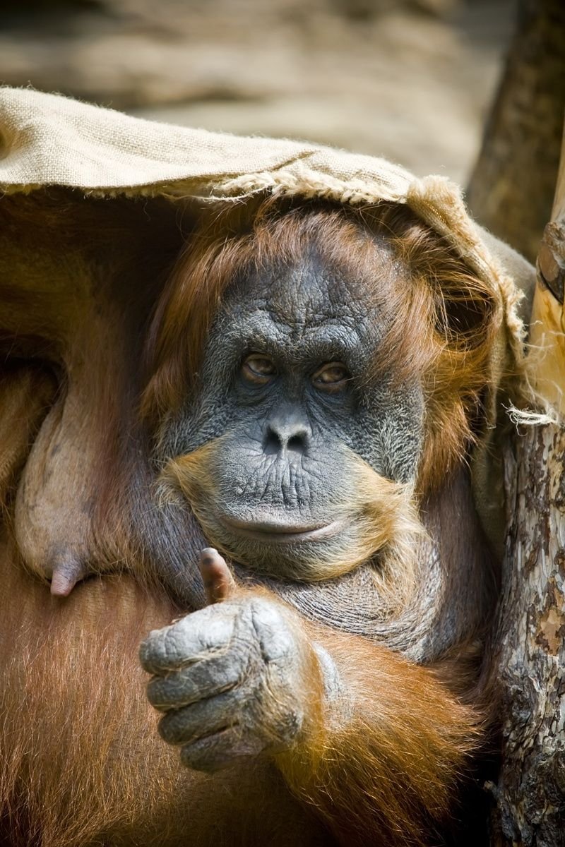 Обезьяна перед зеркалом