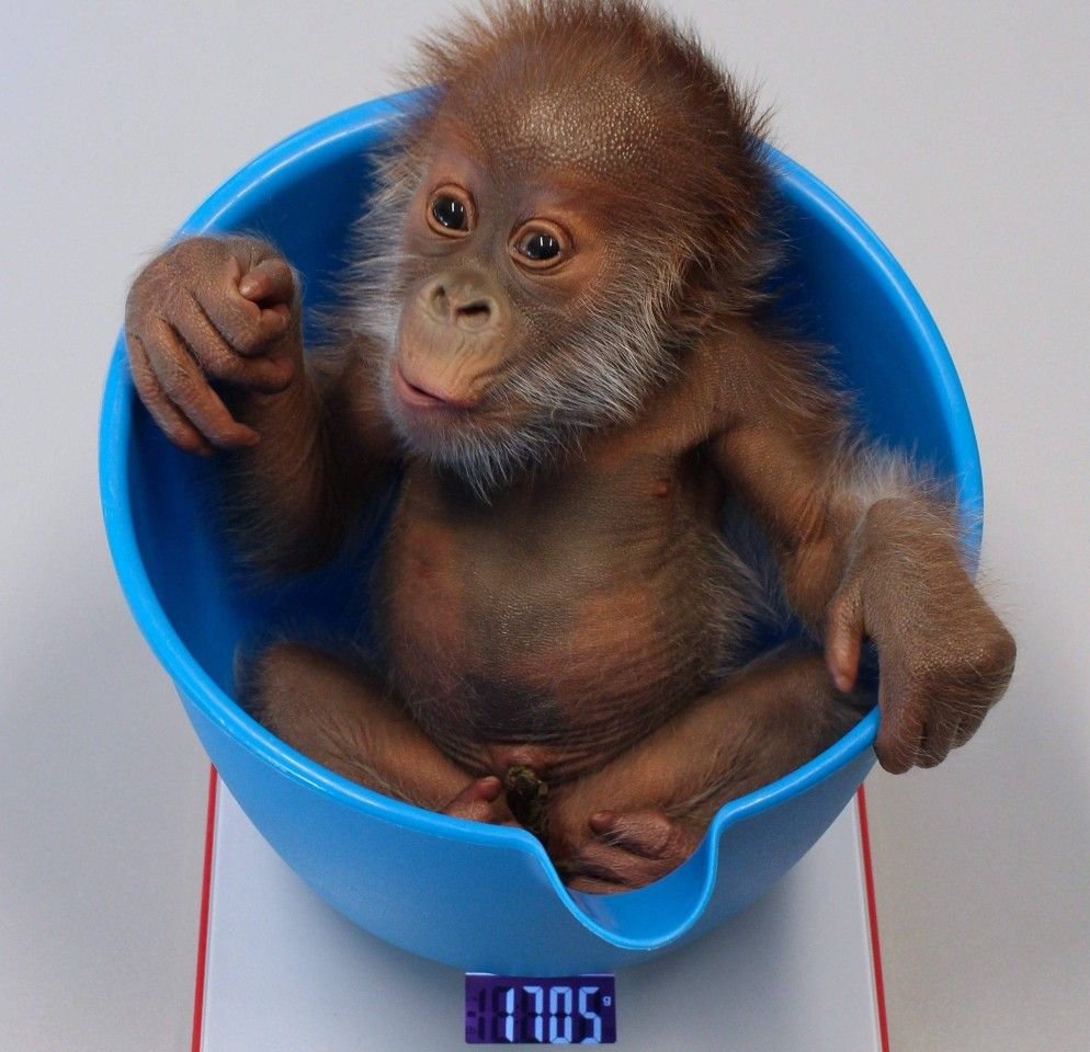 Обезьянка с бантиком на голове