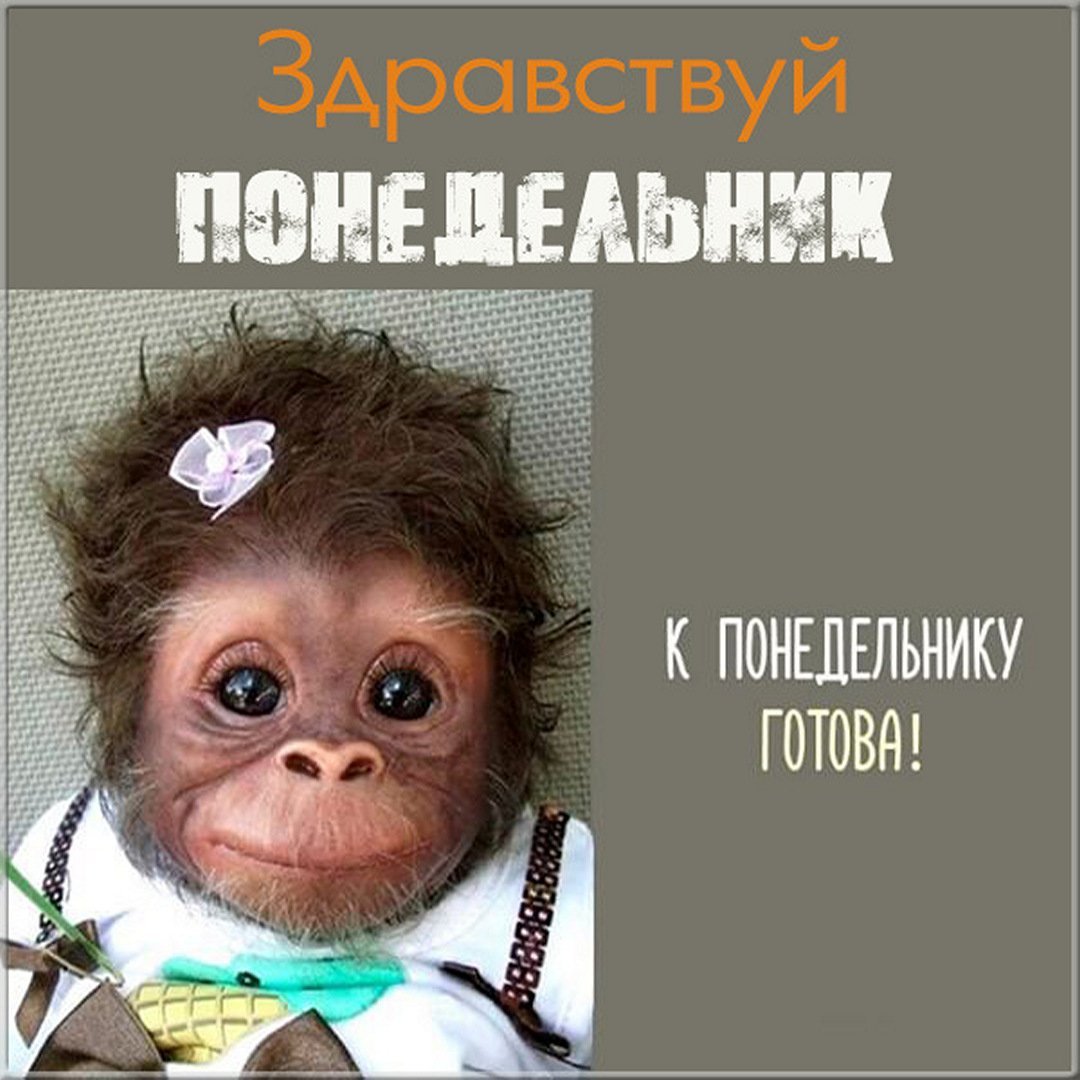 Добрая обезьянка