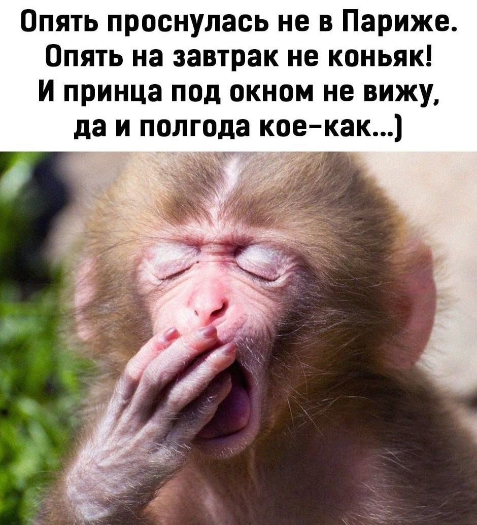 Хорошего дня обезьянка