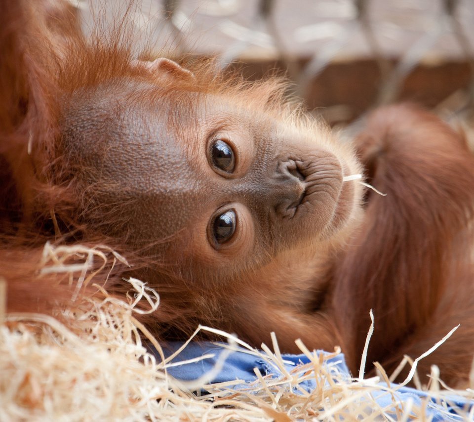 Мартышка спит