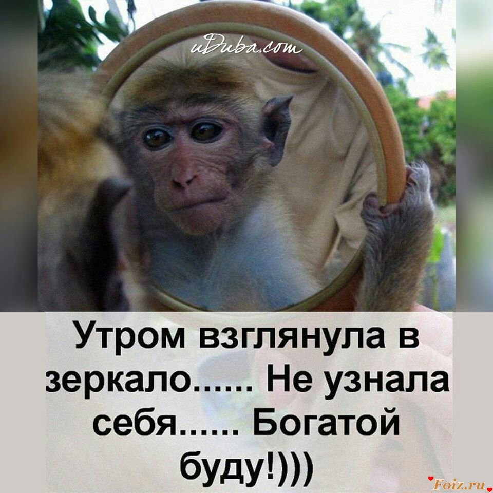Обезьяна на диване