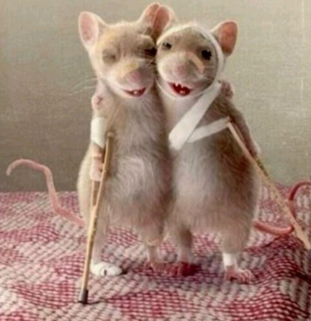 Веселые надо держаться