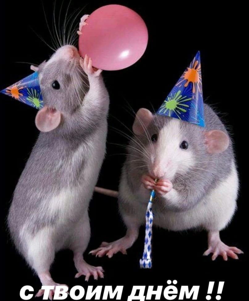 Четыре крысы