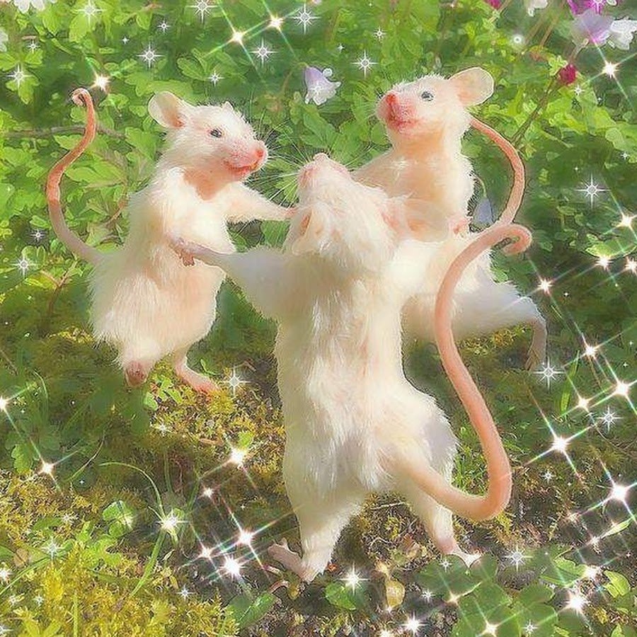 Красивые крысы