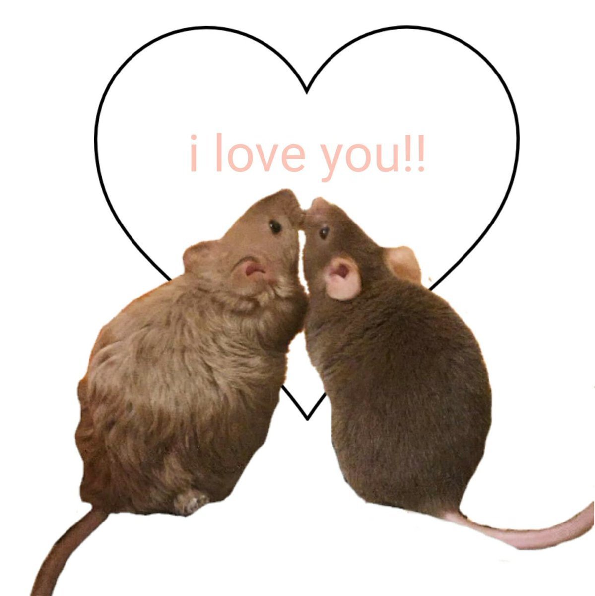 Две крысы в обнимку