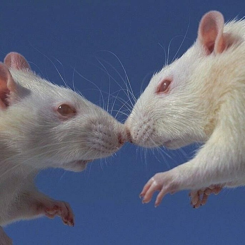 Мышка и хомячок