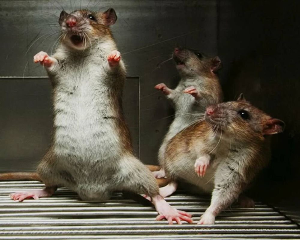 Смешные крысы