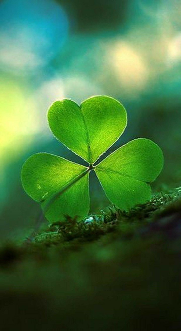 Зеленый Клевер четырехлистный