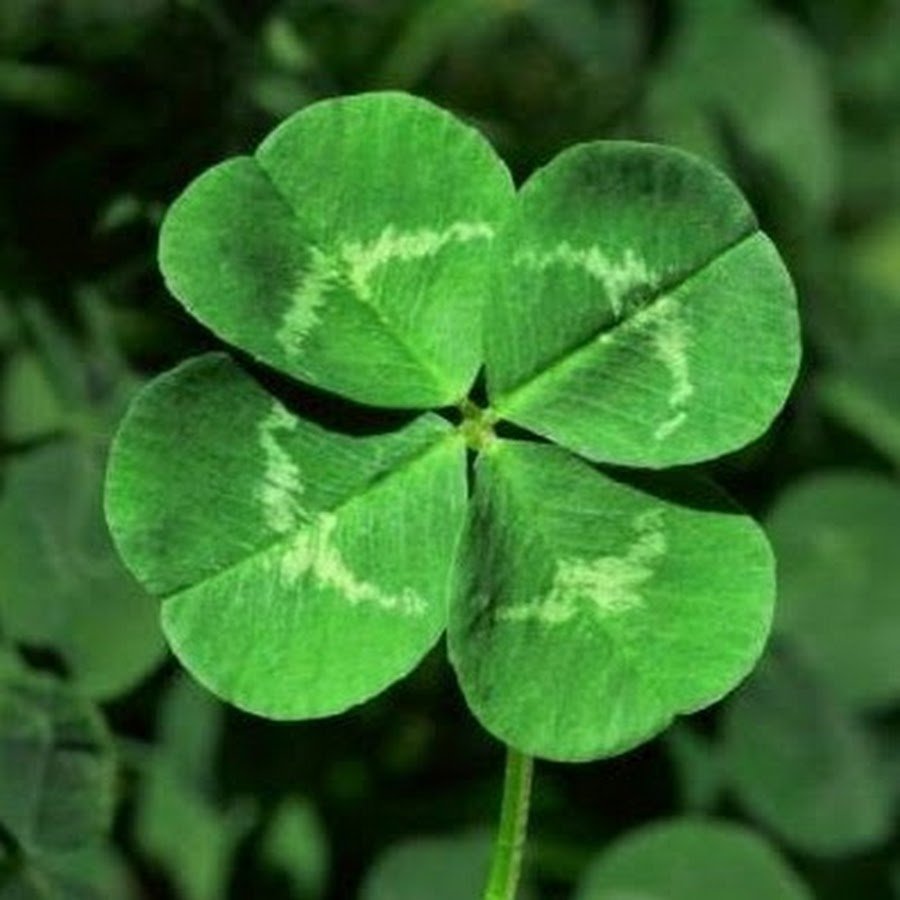 Клевер Луговой четырехлистный