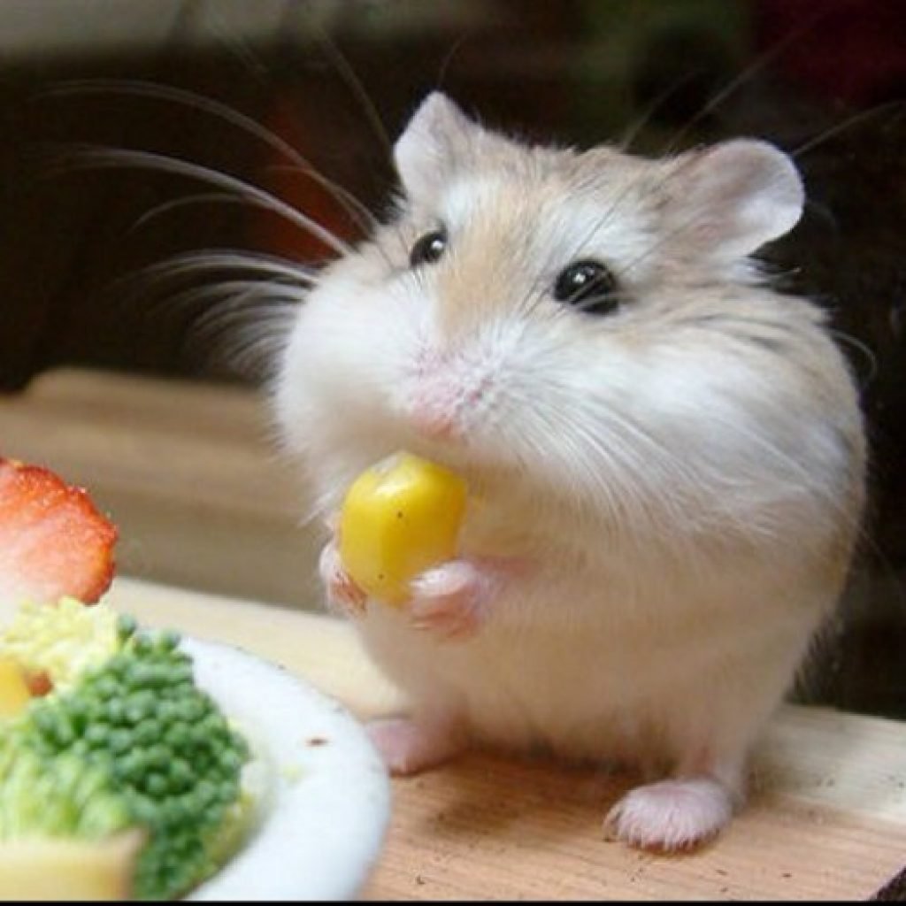 Милые рисунки хомяка