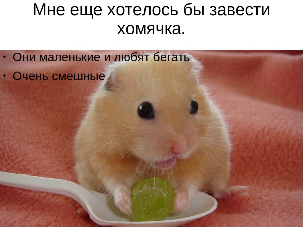 Хомяк арт