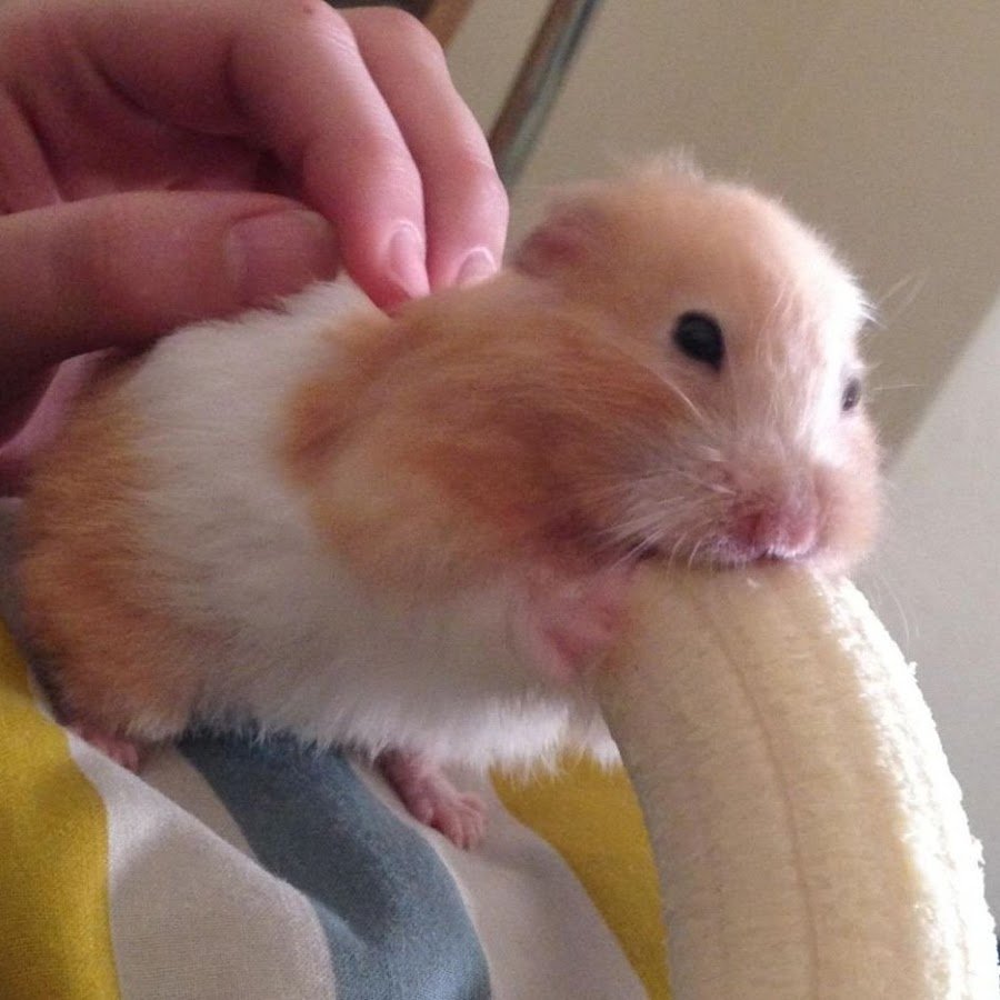 Что едят хомяки