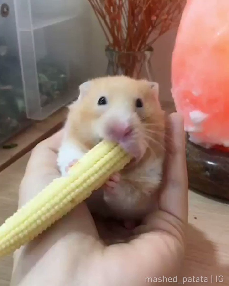 Что едят хомяки