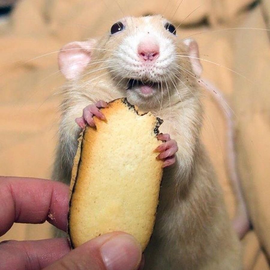 Хомяк гифка