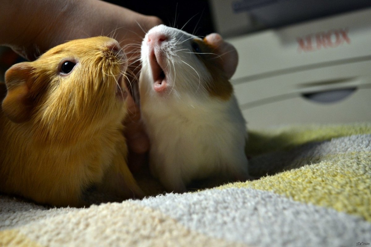 Смешные хомяки