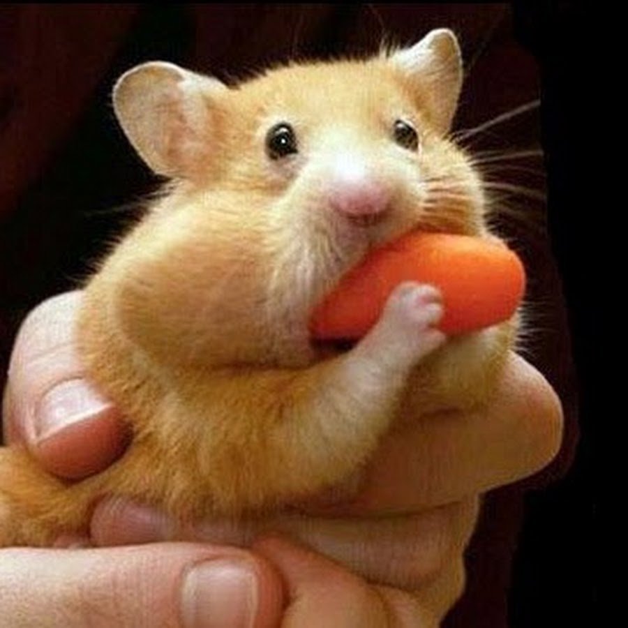 Хомячок с полным ртом