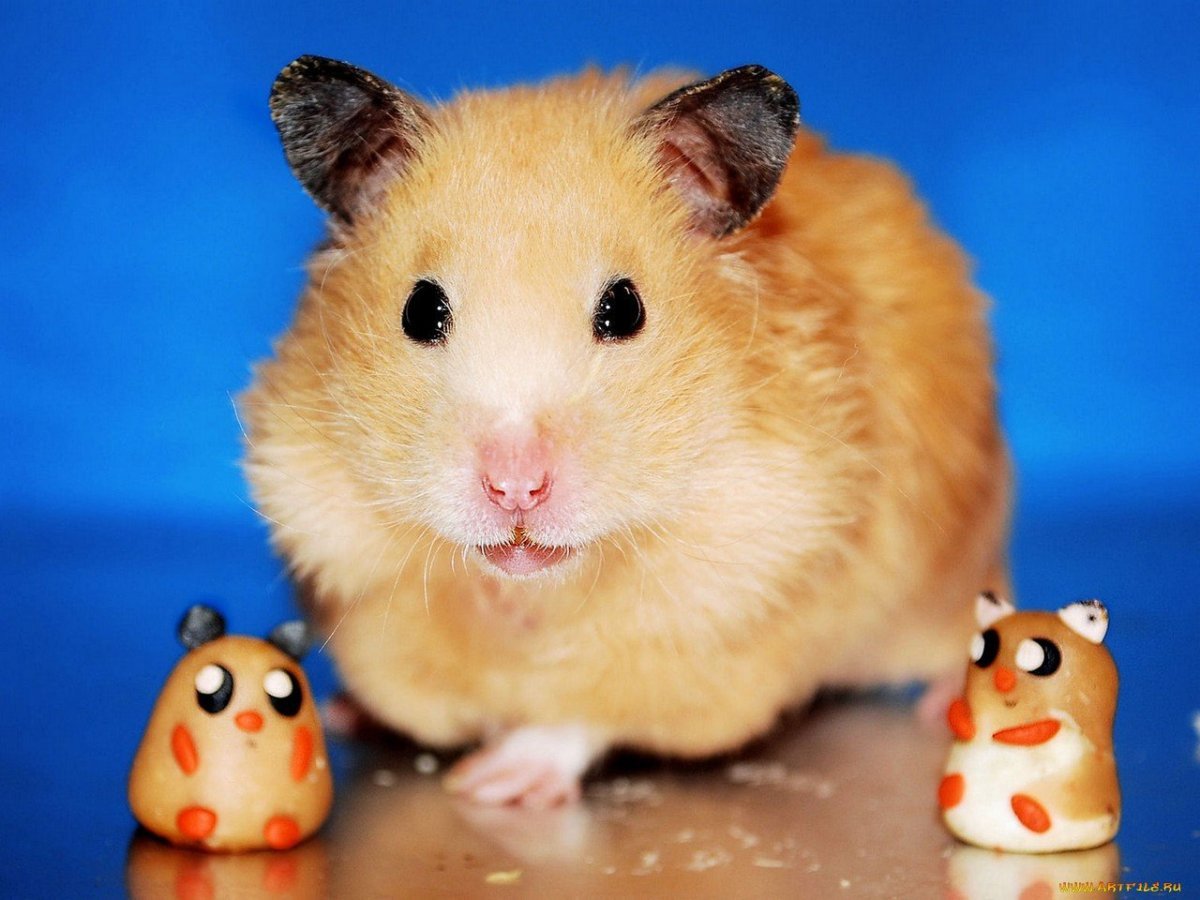 Толстый хомяк